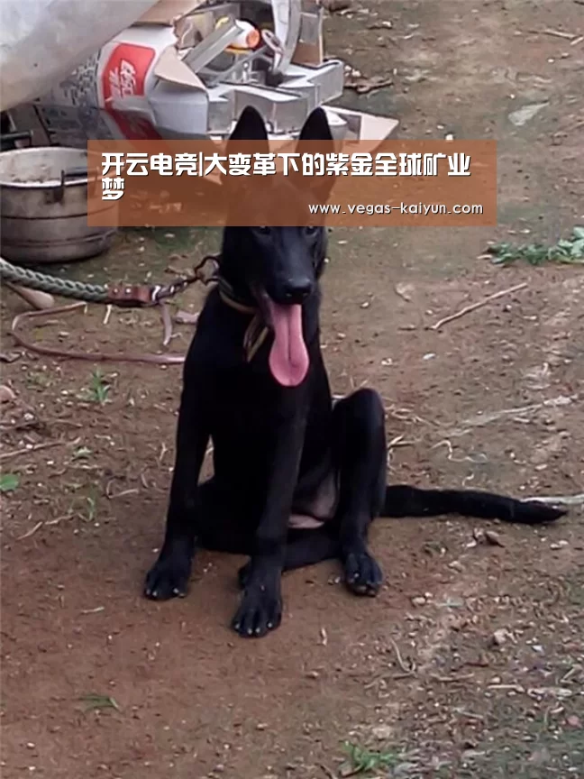 开云竞猜
